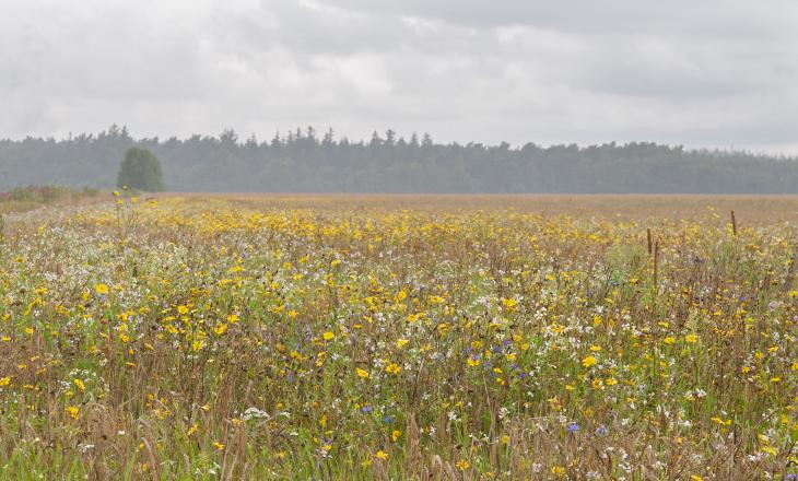 Kruidenrijk grasland en het beheersen van pitrus